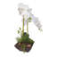 Real Touch Phalaenopsis Silk Orchids with Succulents Floral Arrangement in Planter