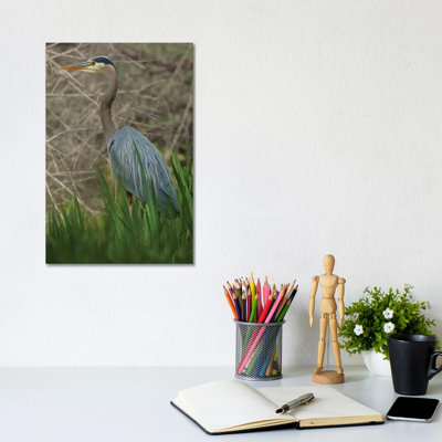 Blue Heron On The Hunt by Louis Ruth - Wrapped Canvas Print