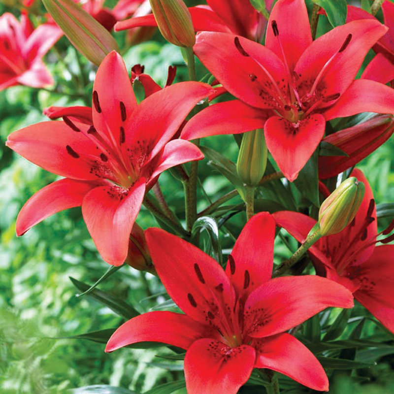 Spring 2017 Asiatic Sensation Lilies