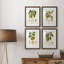 Vintage Pears I - ensemble de 4 reproductions de cadres photo-1895322398-1895322388