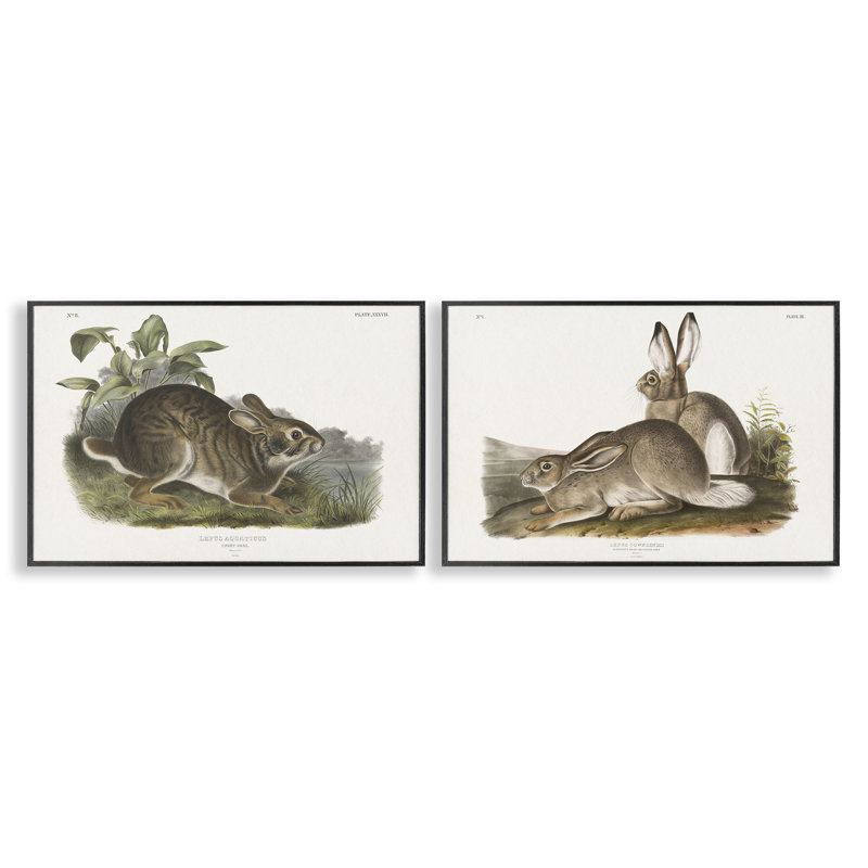 «Gentle Resting Cottage Rabbit», ensemble de 2 giclées par Wild Apple Portfolio, Giclée encadrée noir minuit