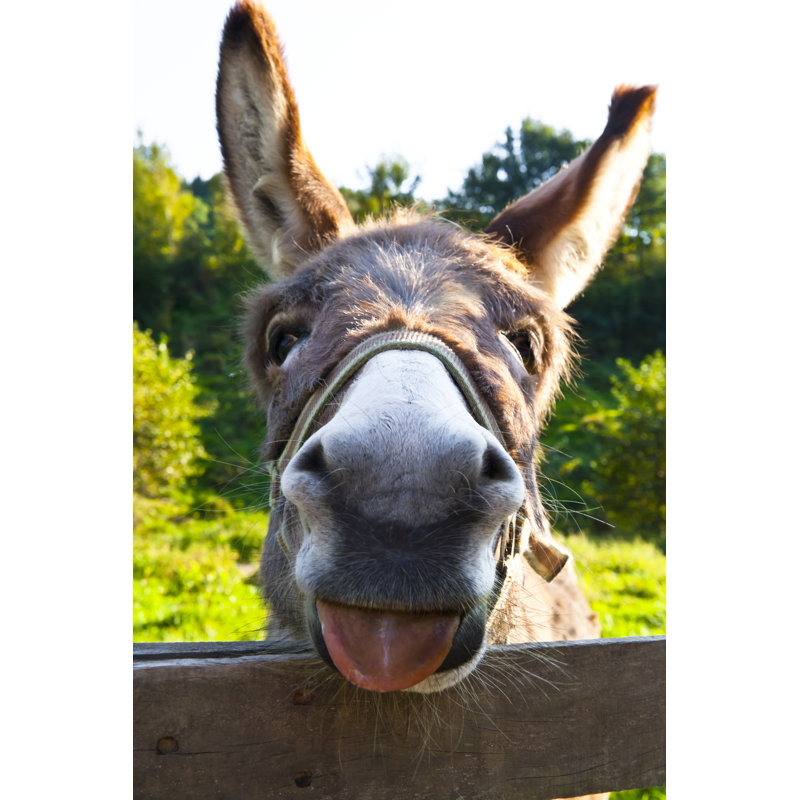 Donkey with his tongue 461069179, 46cm H x 30cm W