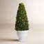 Boxwood Topiary in Ceramic Pot