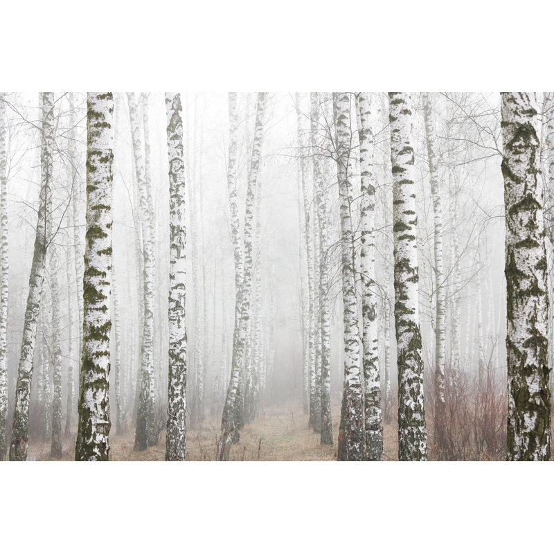 Birches In Foggy Weather - Wrapped Canvas Print, 51cm H x 76cm W