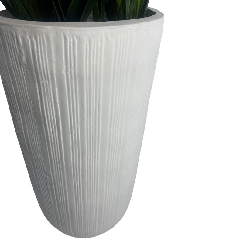 Anneus 150cm Plant