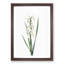 Yellow-Banded Iris Flowers by Pierre-Joseph Redoute - Picture Frame Graphic Art Print-55641915-55641920