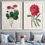 Toile encadrée rosée Blooms II-59986633-59823597-59823596