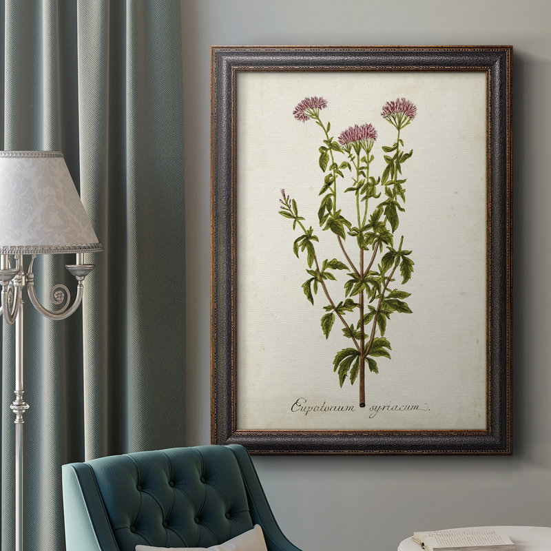 Antique Herb Botanical I - reproduction d'art sur toile encadrée, H 36 po x l 24 po x P 2,5 po