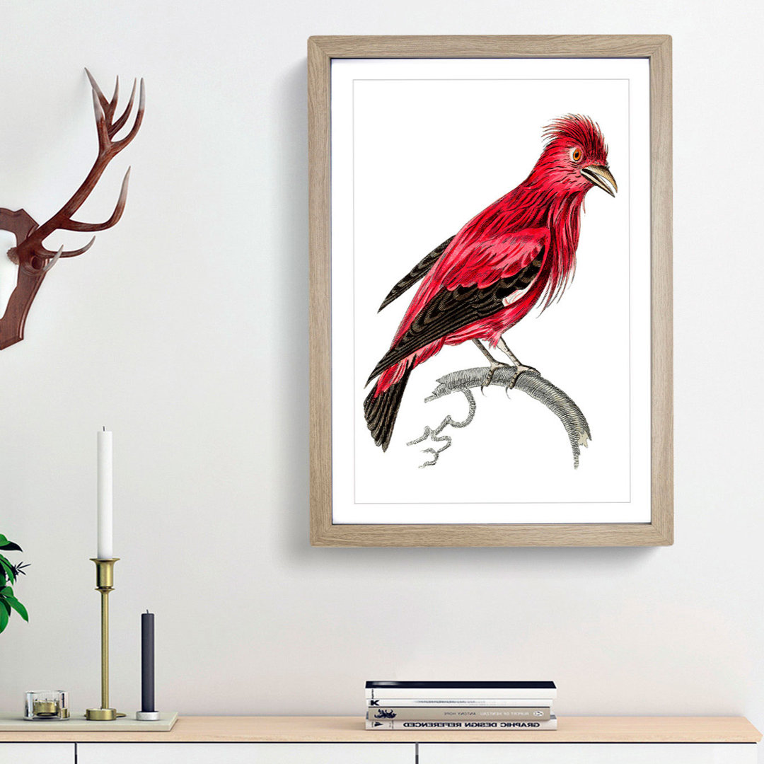 Crimson Roller Bird by George Shaw - Framed Print