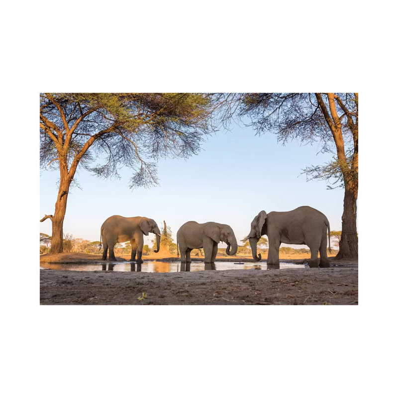 Africa, Botswana, Senyati Safari Camp Elephants At Waterhole by Jaynes Gallery - Wrapped Canvas Print