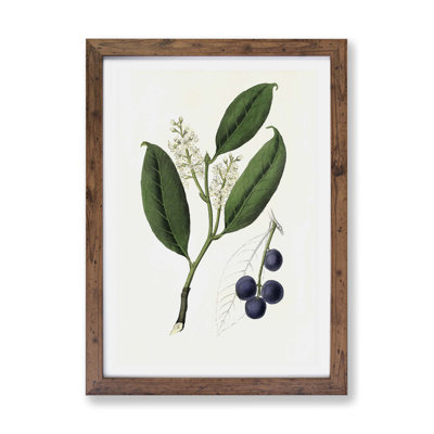 Cherry Laurel Flowers - Framed Print
