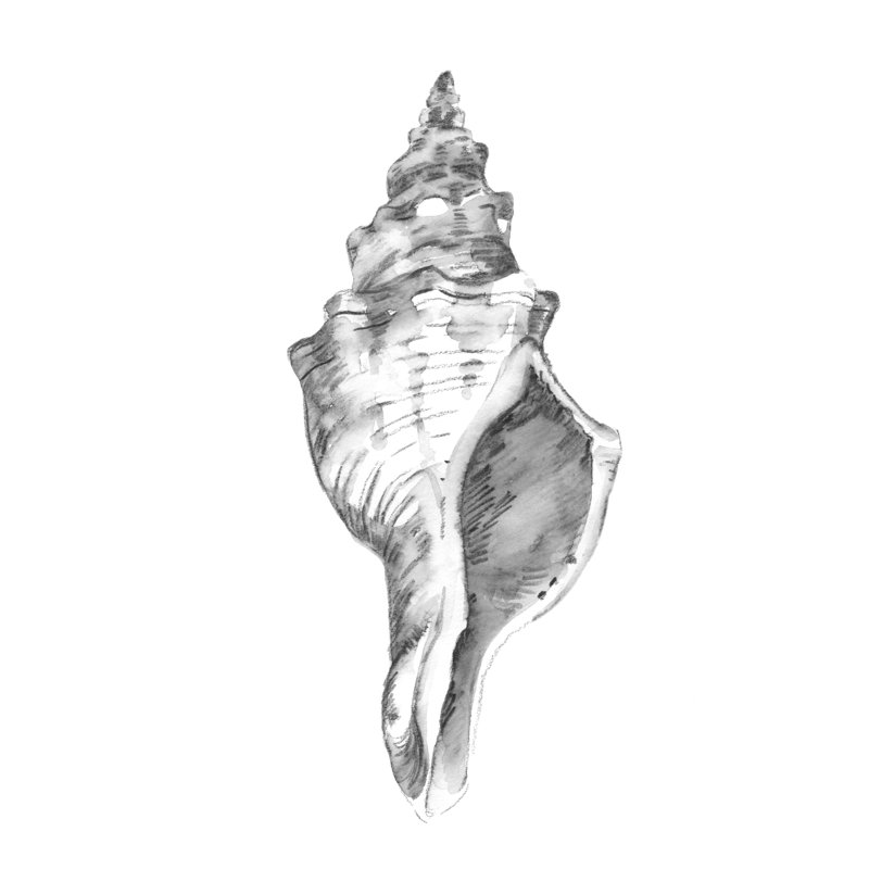 Quiet Conch IV by Emma Caroline - Painting on Canvas, 122 cm H x 81 cm W, Black Floater Framed