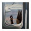 «Hello from a Goose Air plane Window», reproduction d'art graphique sur toile-2045618766-2045618739