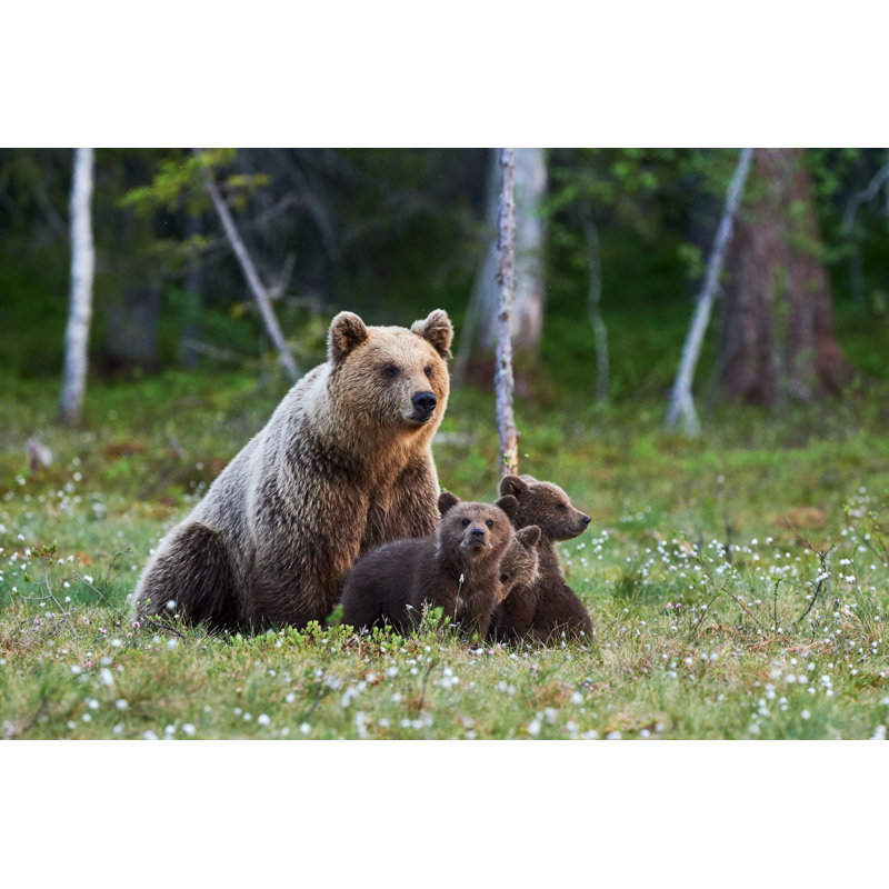 Mama Brown Bear And Her Cubs by Lucaar - Wrapped Canvas Print, 61cm H x 91cm W