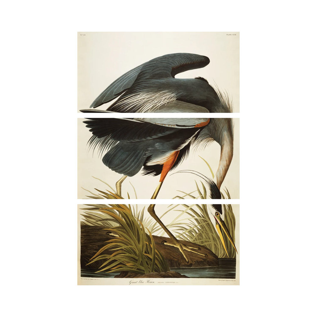 Blaureiher von John James Audubon - Giclée auf Leinwand ohne Rahmen