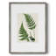 Impression encadrée Fern II - bois massif 51004-644933522