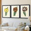 Antique Tulip II - impression encadrée sur mesure de qualité supérieure mate - 3 pièces-1573223395-1573223396