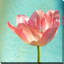 «Pink Tulip», reproduction de photo-31938782-31475030
