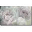 Peony Lace par Nan - photographie-64742570-64742573