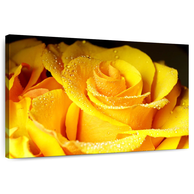 Rose jaune Harnek Dewy, H 8 po x l 12 po