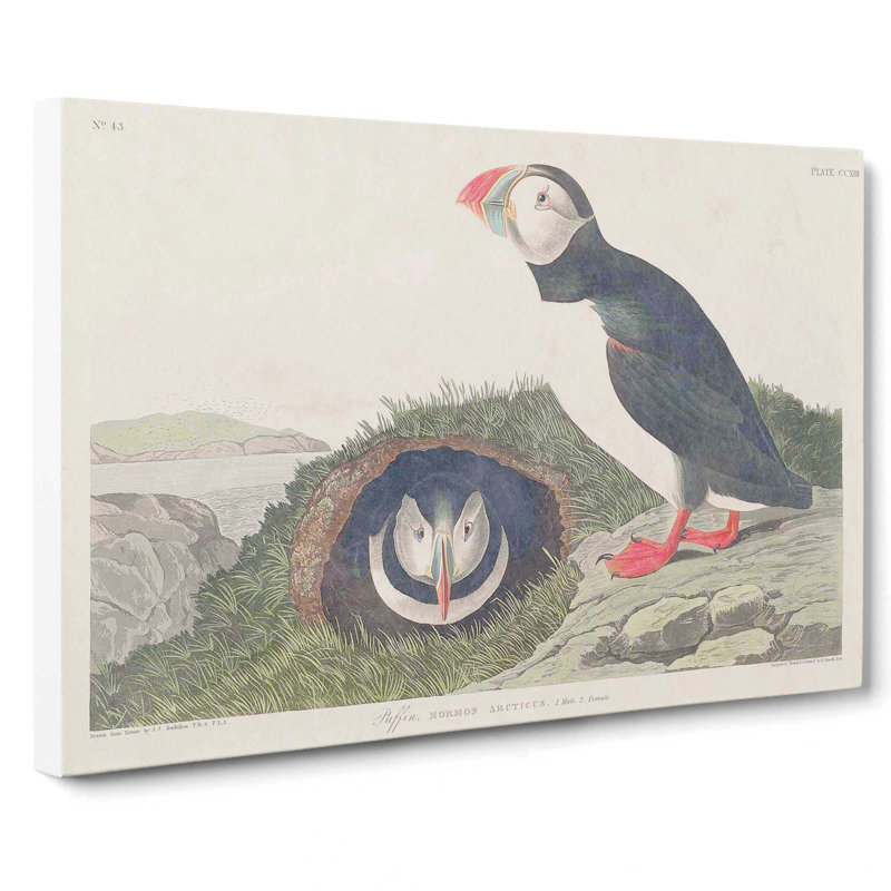 Puffin Birds by John Audubon - Wrapped Canvas, 35cm H x 50cm W x 3cm D