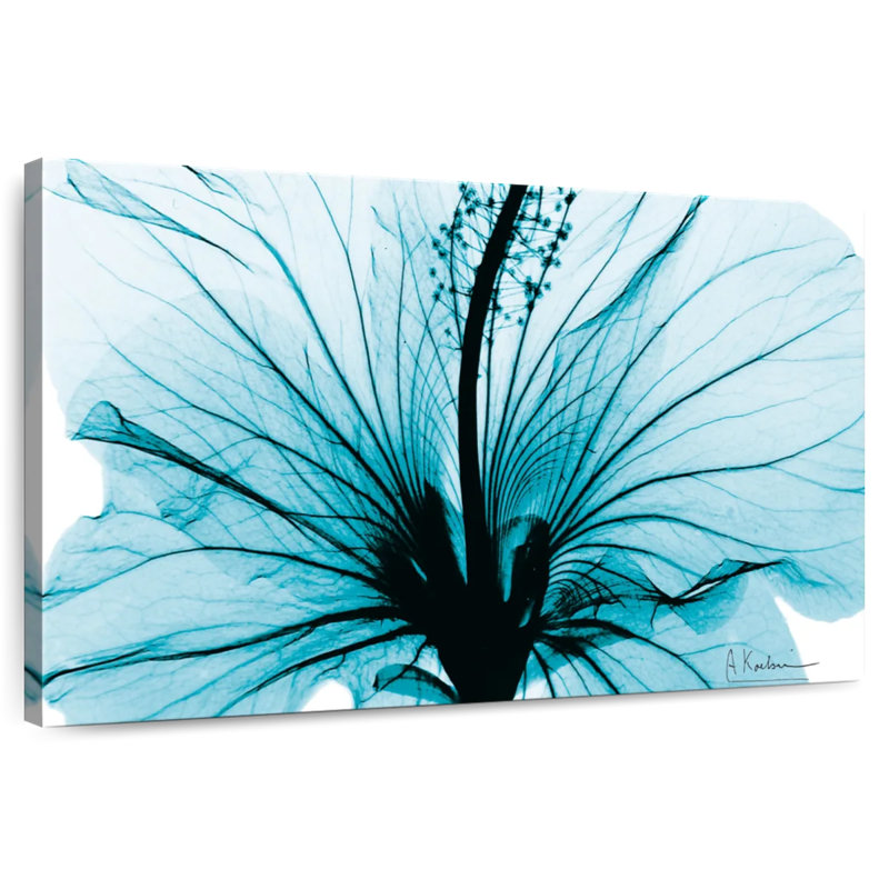 Hibiscus Harnek Aqua, H 26 po x l 39 po