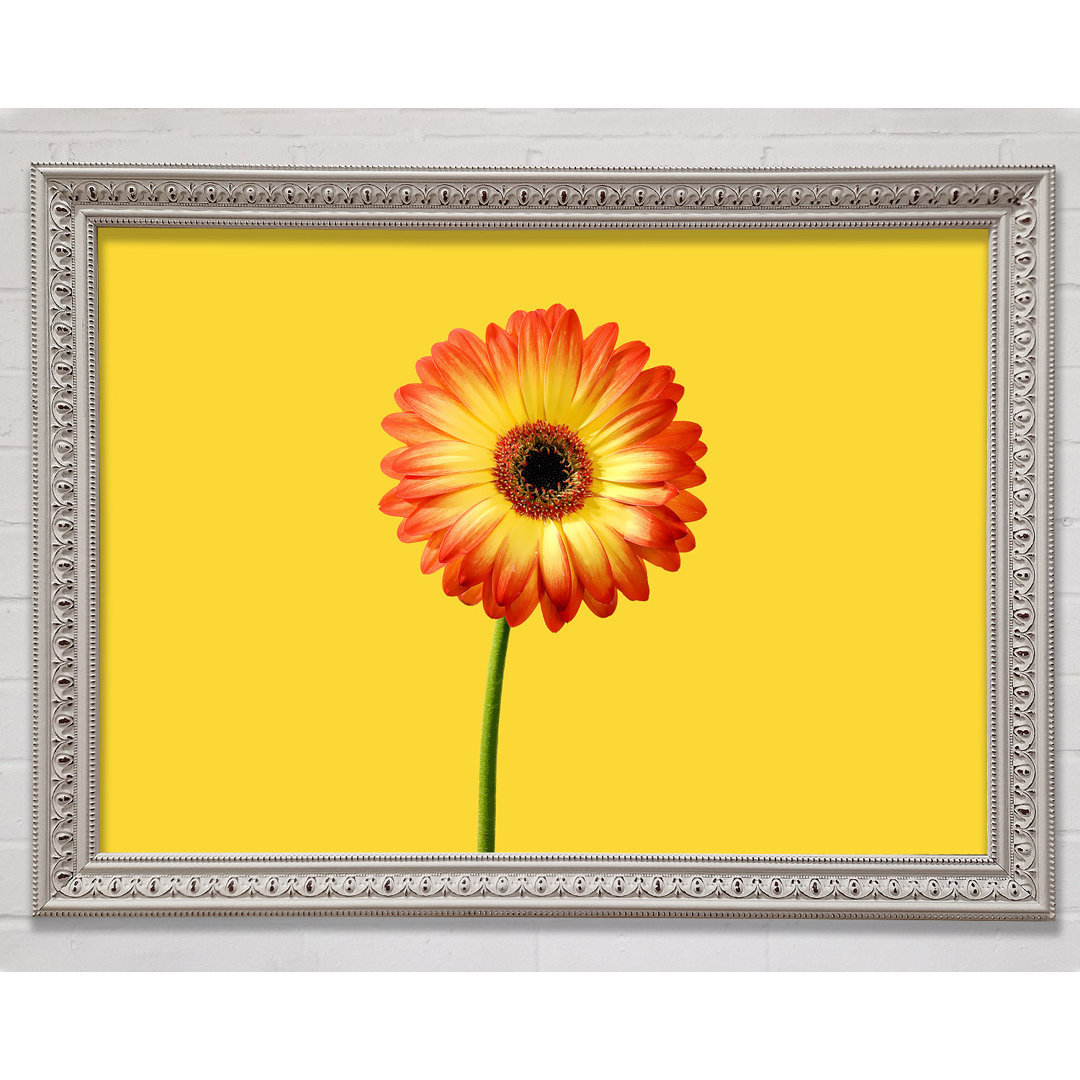 Orange Gerbera auf Gelb - Einzelner Bilderrahmen Kunstdrucke