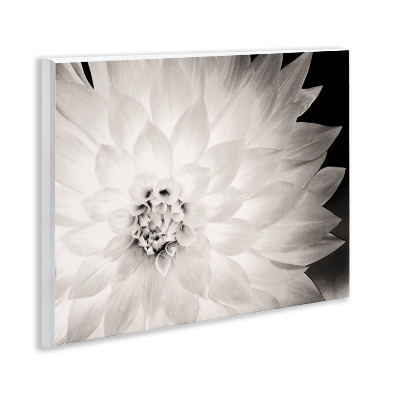 «Strong Dahlia Petals» par Gail Peck