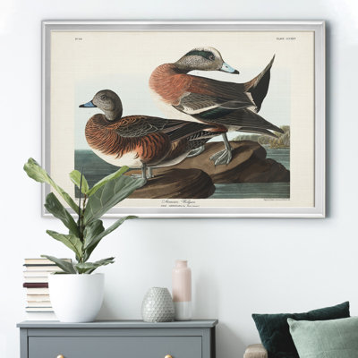 " American Widgeon "
