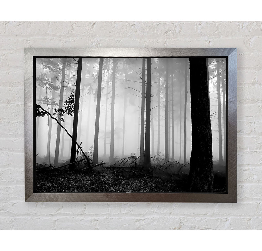 Black N White Woodland Mist - Druck