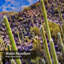 Rideau de douche Arizona Desert Cactus Sunrise Canyon-1129419042