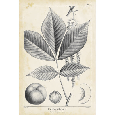 Hickory rétro