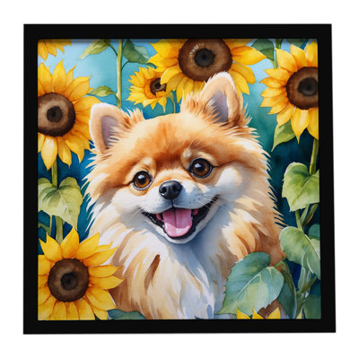 Pomeranian in Sunflowers Framed Metal Print