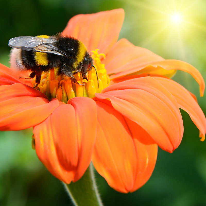 Thelen Bumble Bee - Wrapped Canvas Print, 122cm H x 122cm W x 3.8cm D