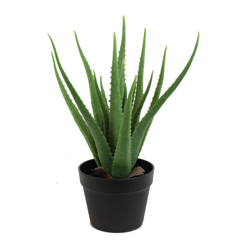 Aloès en pot, H 14 po x l 9 po x P 9 po