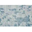 Tapis rectangulaire Pagur-1698632531