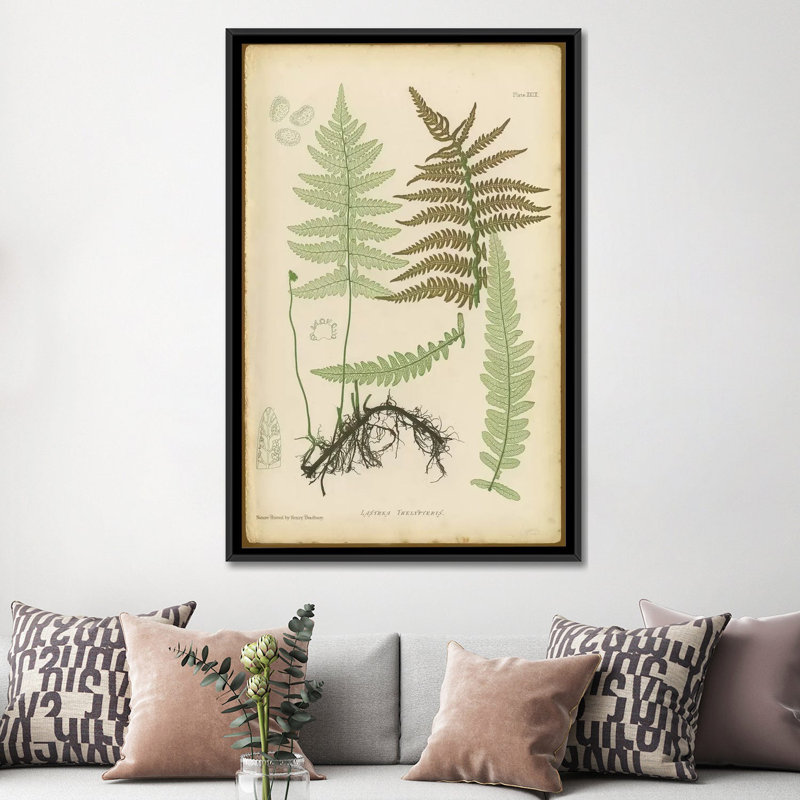 «Lastrea Thelypteris», impression sur toile, H 26 po x l 18 po x P 1,5 po, Toile avec cadre noir, Pas de tapis