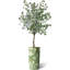 Arbre artificiel dans un pot de fleurs moderne, faux arbre en soie d'eucalyptus (décoration en pot et arbre)-1405887917-1378564217