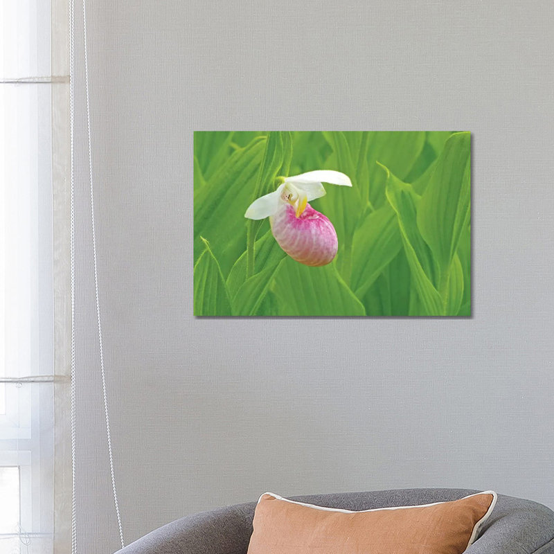 "Single Lady Slipper" par Brian Wolf - photographie sur toile tendue, H 18 po x l 26 po x P 1,5 po