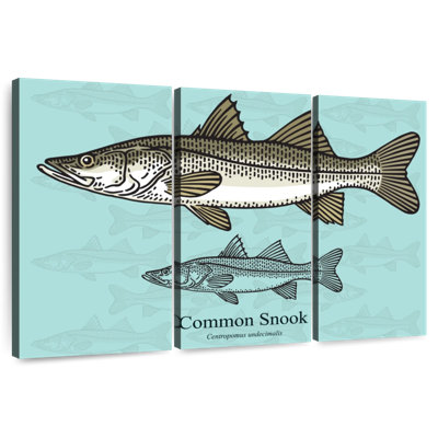 Brampt Common Snook