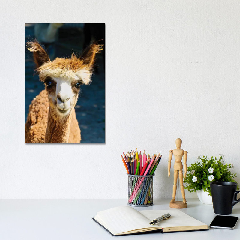 Happy Brown Alpaca by Susan Vizvary - Gallery-Wrapped Canvas Giclée on Canvas, 20.32 cm H x 30.48 cm W, Canvas