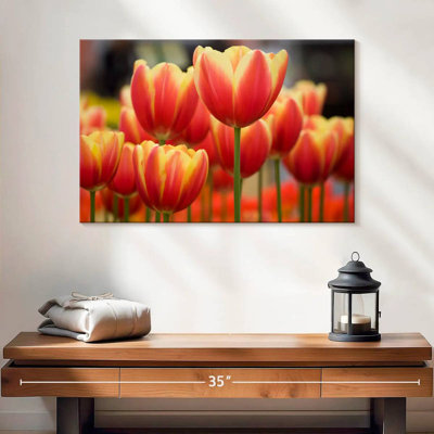 Tulipes rouges Harnek