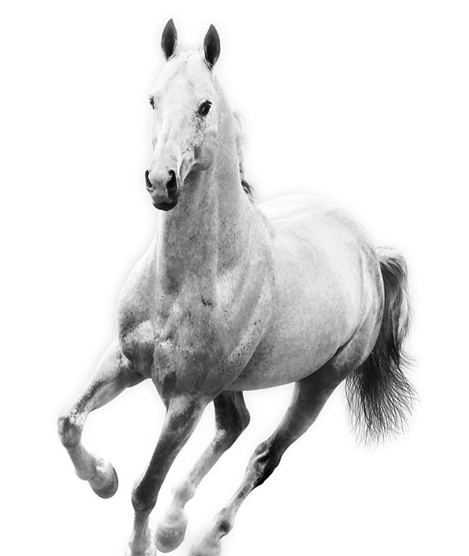 Le Cheval Blanc IV par Sofia Fox - photographie, Plexi, H 40 po x l 30 po x P 1,5 po