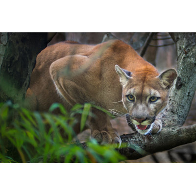A Puma Mountain Lion Crouching On A Tree Waiting To Pounce by Appfind - Wrapped Canvas Print
