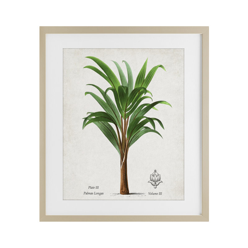 «Palmas Longas Palm Tree», reproduction encadrée sous verre, conception de Val Rhodes, H 21 po x l 17 po
