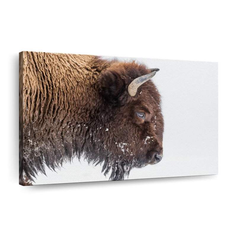 Bison d'hiver sur toile, H 16 po x l 24 po x P 1,25 po