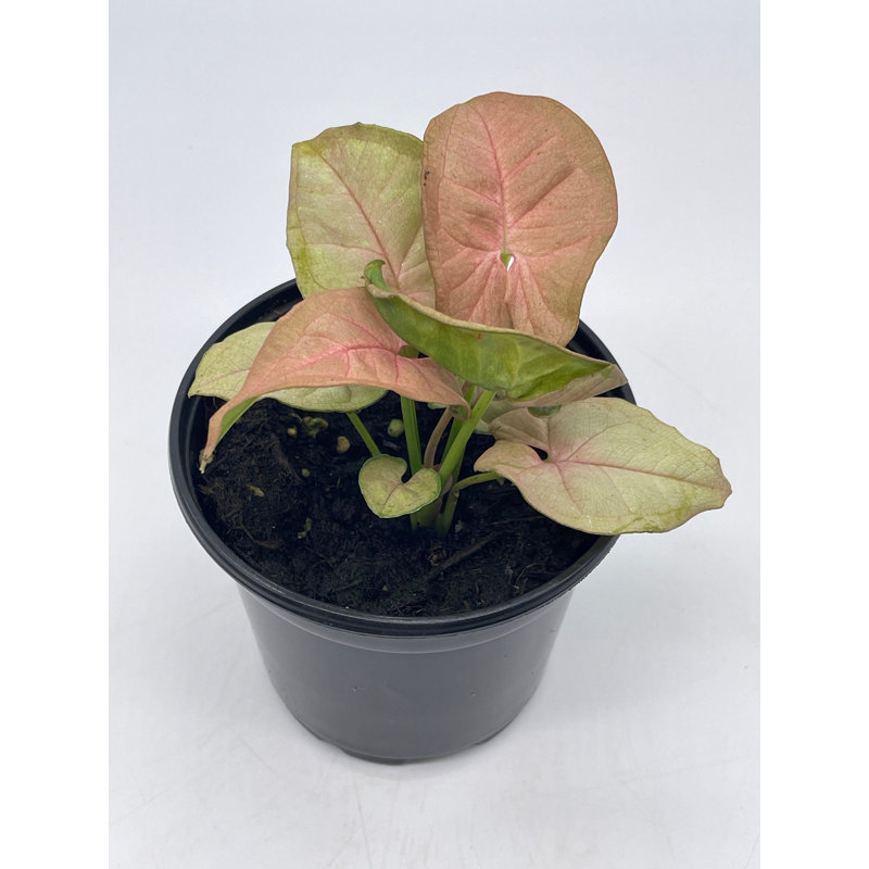 Syngonium Pink In 4 Inch Pot