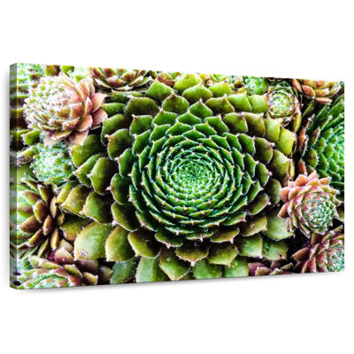 Harnek fleur comme plantes grasses
