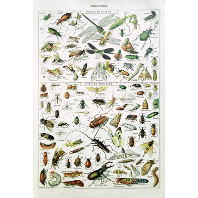 19Th Century Insects 1 Piece Wrapped Canvas Wall Art