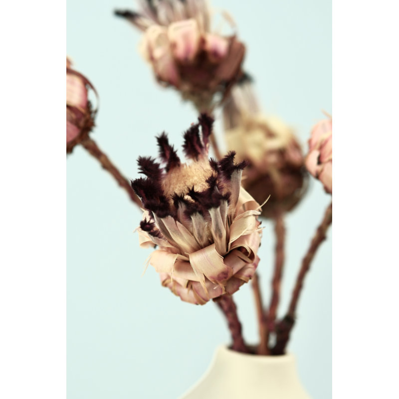 Bourgeons de Protea Nerifolia séchés
